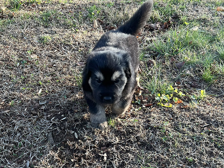 chinook dog